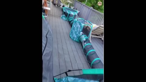 Cute cat and fanny cat 🐈 video