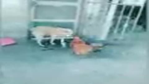 Chicken vs dog fight