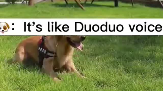 Dogs have emotions too, please understand
