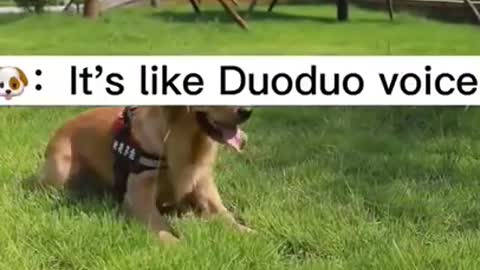 Dogs have emotions too, please understand