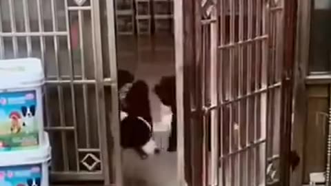 Funny Dog Video