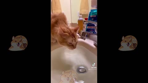 Funny Animal Videos 20224😂 - Best Funniest Cats And Dogs Videos [ try not to laugh ]