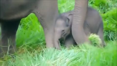 Amazing Elephant Puppy Funny pets - Animalfunny19