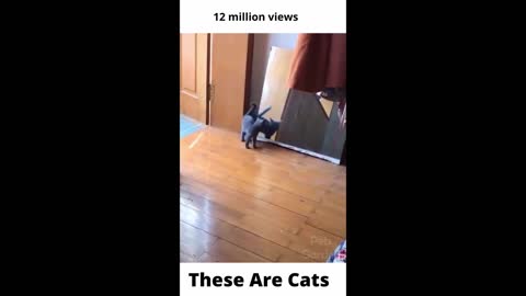 THESE ARE CATS | TikTok #shorts