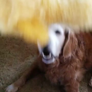 Jack and more of his duck