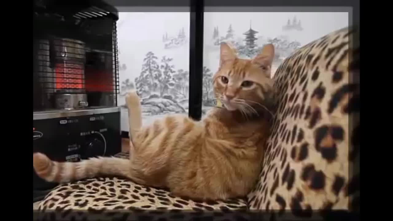 This cat thinks he's human