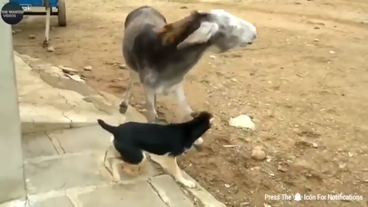 Funny video😆😆
