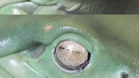 Frogs eye vs human eye