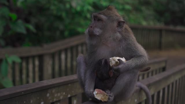 Monkey Nursing Its Baby