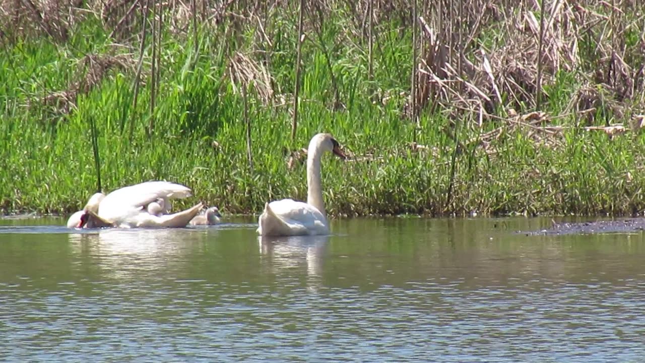 Seeing Baby Mute Swans For The First Time (This Year)