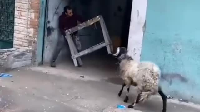 A struggle between a ram and a man