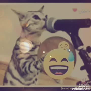 هل سمعت قطة تغني اسمعThe most beautiful sound with the cat Niu sings