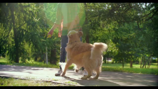 Cute dog playing with ball and it's master.