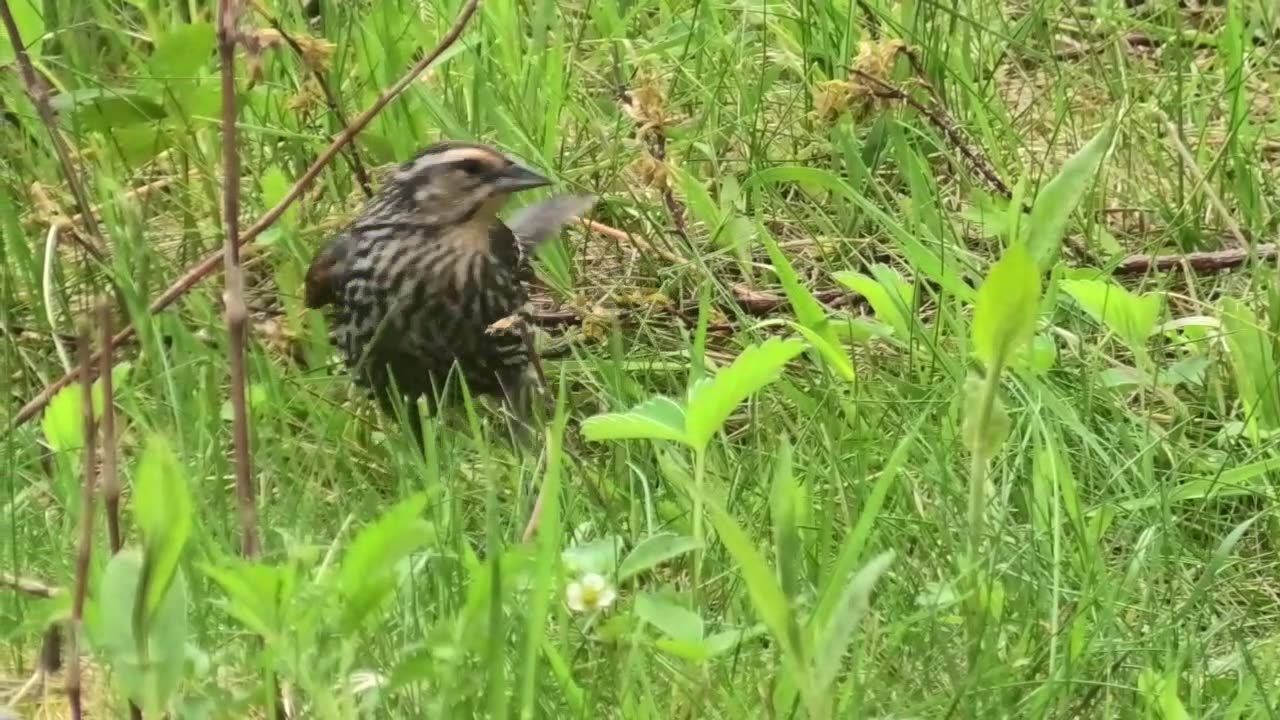 Red-winged Blackbird (female)