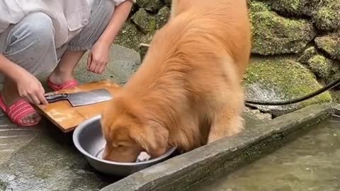 A dog saves fish