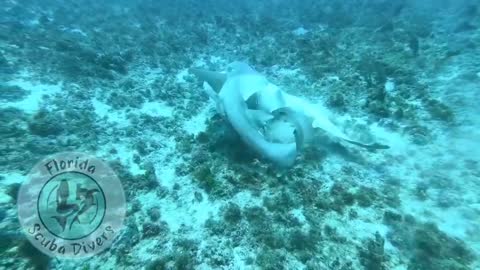 Never Seen In The Wild...Nurse Shark Mating capture by local Florida Diver