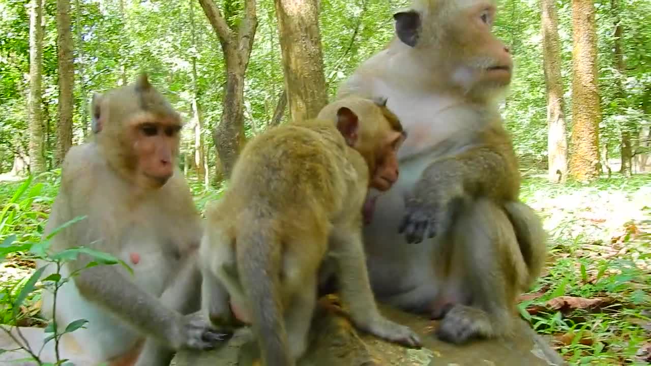 Mother Monkey And Her Lovely Kids