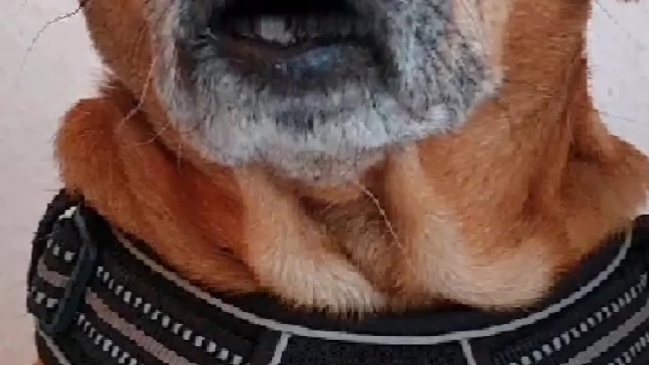 TRUTH PUPS CABLE'S>] What's really happening in Antarctica