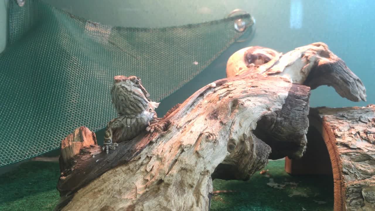 Bearded Dragon On Log In Cage