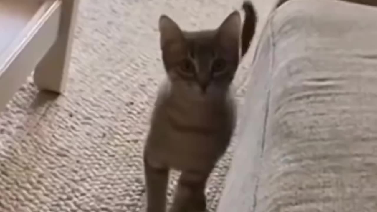 Cat cute and funny viral video