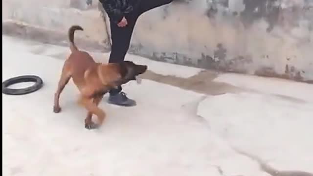 Dog Playing with happy mood Dog Trainig