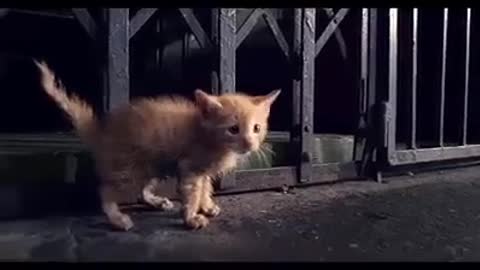 Short video makes you live only 30 seconds of cat life in the street !