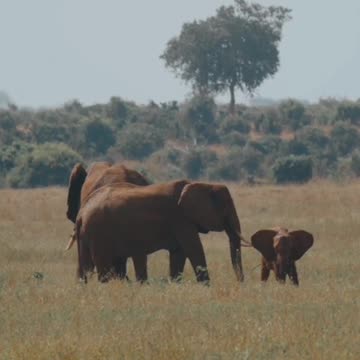 Elephants #shorts #short #shortsfeed #shortvideo #animals #trending #nature
