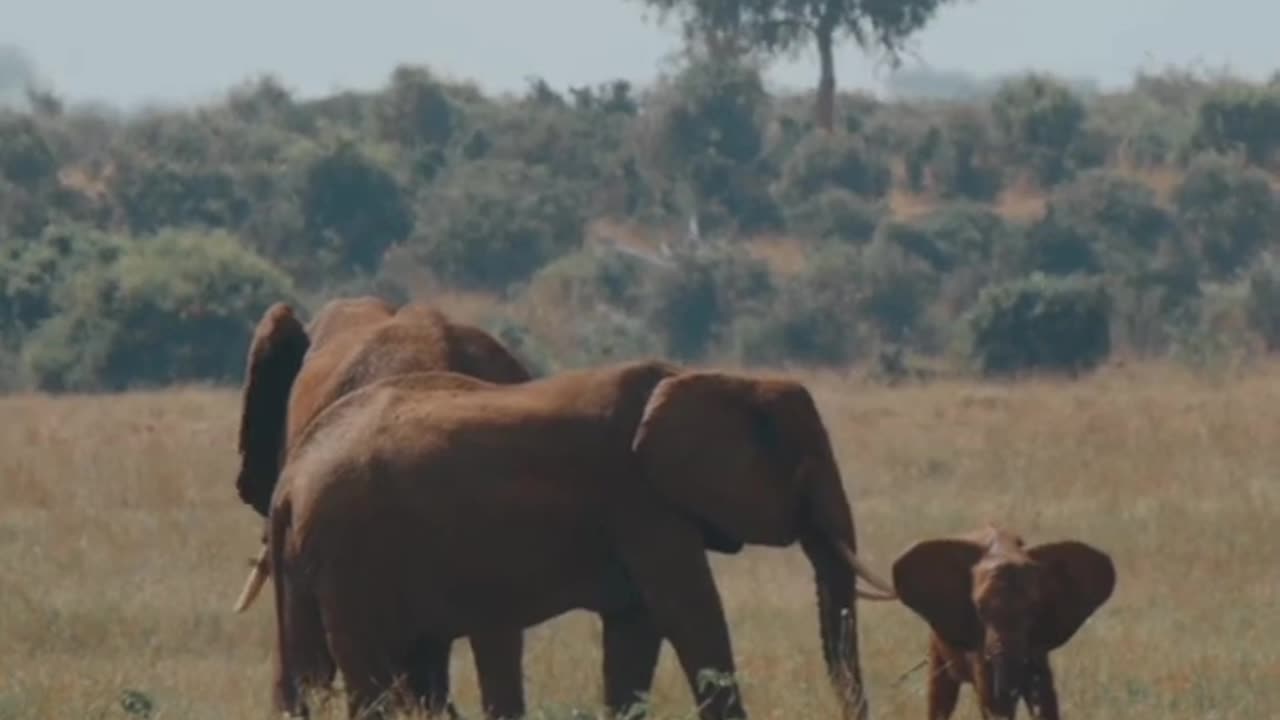 Elephants #shorts #short #shortsfeed #shortvideo #animals #trending #nature