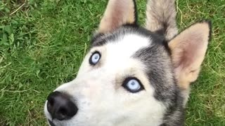 Husky fail at catching