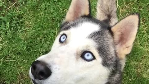 Husky fail at catching