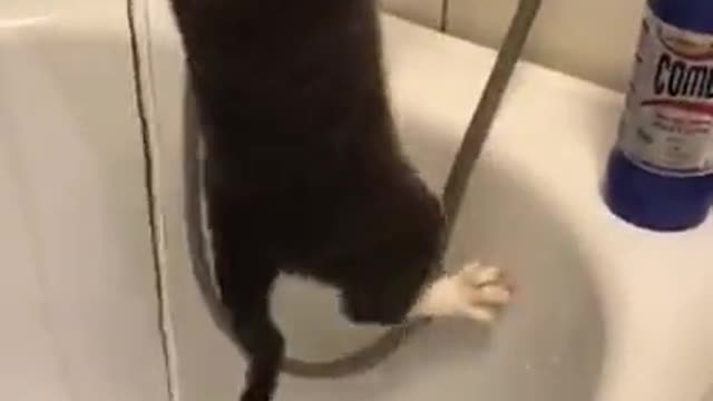 a funny cat trying to have a shower