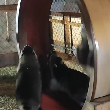 "Cooperation @Animals First: Teamwork in the Animal Kingdom