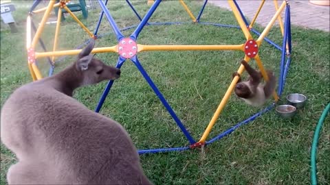 Baby sloths just being sloths