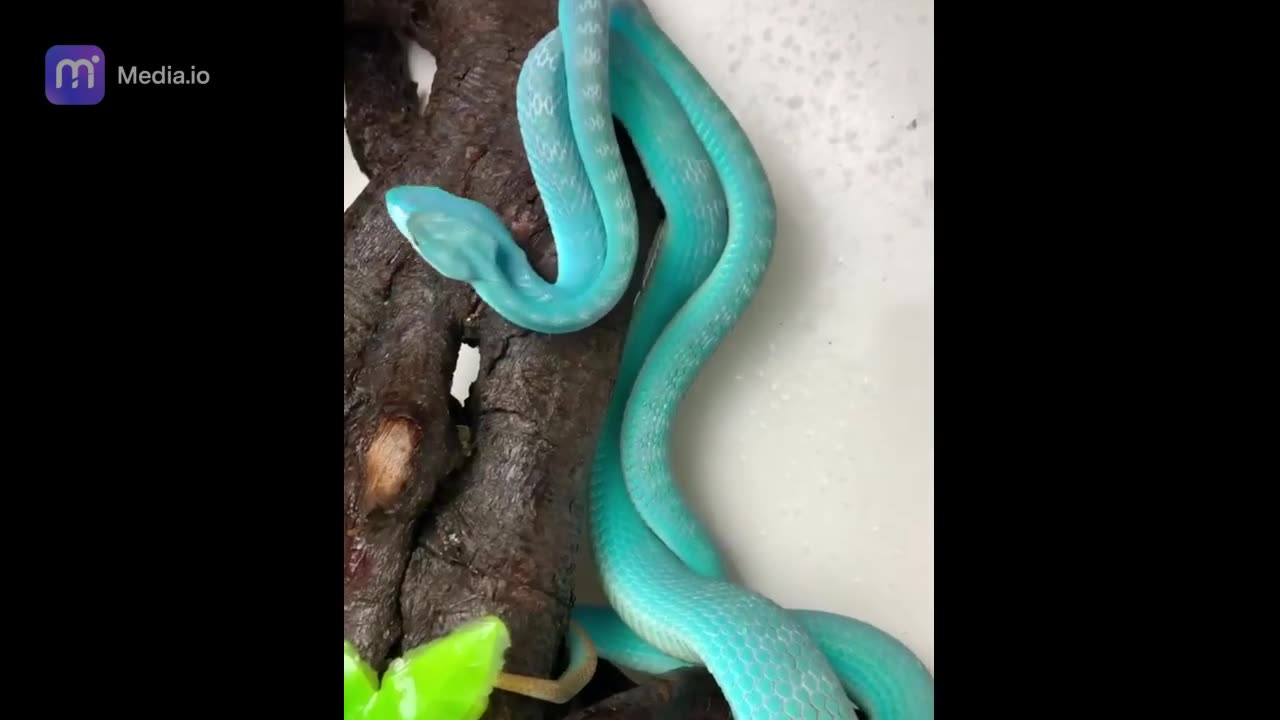 beautiful snake