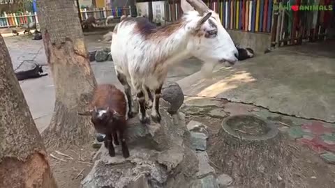 Watch What Happens When Goats Get ahold of Something Unexpectedly Adorable