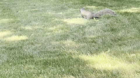 Inspection of lawn