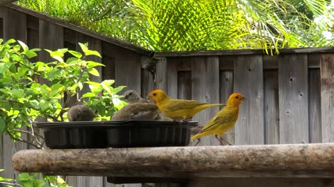 The Canary or Saffron Finch Family all together