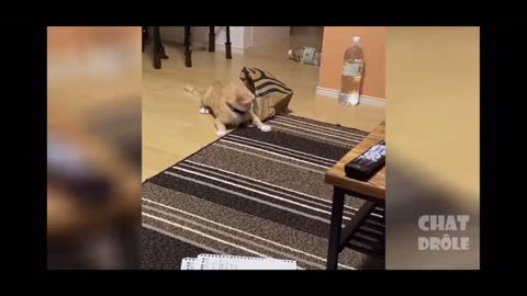 Try not to laugh 😹 /funny cats videos