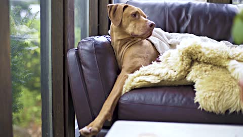 A Large Breed Dog On A Sofa