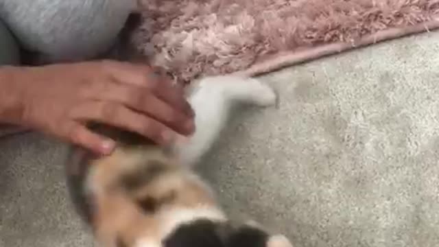 Funny cat playing