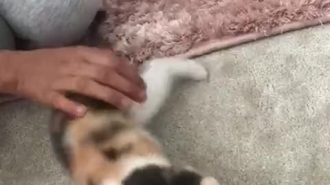 Funny cat playing