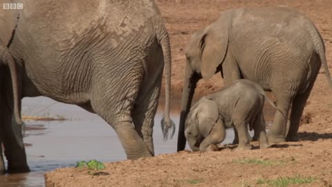 Elephants: Births Need to Exceed Deaths | This Wild Life | BBC Earth