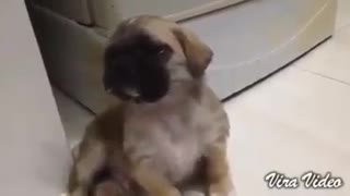 Puppy asleep when watchdog