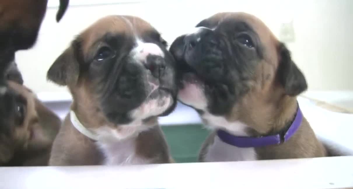 Boxer Puppies Howl (in HD)