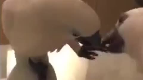 Cockatoo and laser beam 🤣