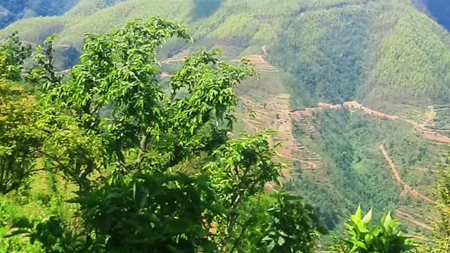 Jungle cook