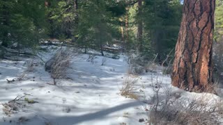 Exploring the Whychus Creek Area – Central Oregon