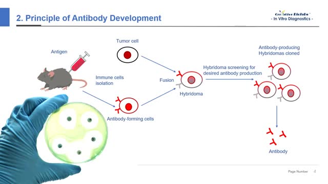 IVD Antibody Development Services3