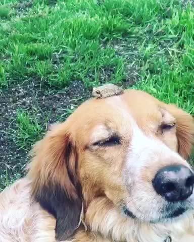 Brave Toad Decides To Chill On Top Of Patient Dog's Head