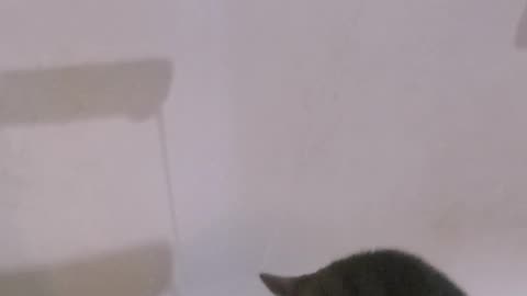 The cat is coughing